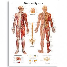 Sistemul nervos