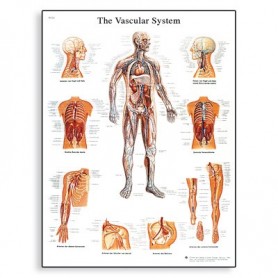 Sistemul vascular