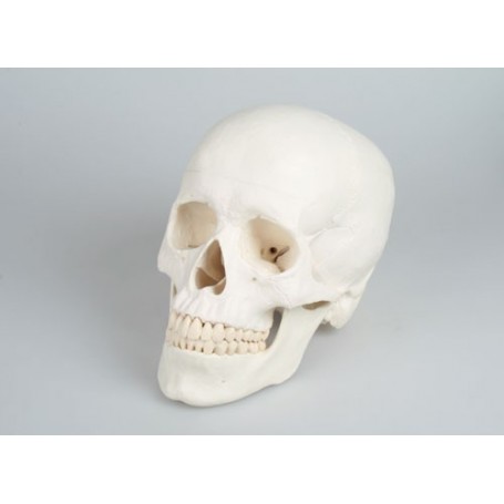Craniu didactic din 3 parti