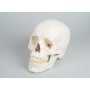 Craniu didactic din 3 parti