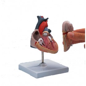 Inima umana din 2 parti-model anatomie / G08