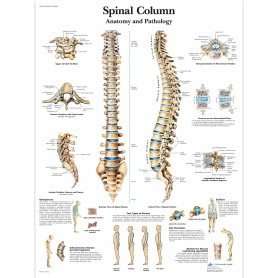 Plansa anatomica - Coloana vertebrala umana - 3B Scientific VR1152UU - 50×67 cm, hartie lucioasa