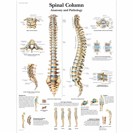 Plansa anatomica - Coloana vertebrala umana - 3B Scientific VR1152UU - 50×67 cm, hartie lucioasa
