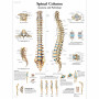 Plansa anatomica - Coloana vertebrala umana - 3B Scientific VR1152UU - 50×67 cm, hartie lucioasa