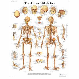 Poster anatomic - Scheletul uman - 3B Scientific VR1113UU - format 50×67 cm pe hartie lucioasa