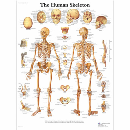 Poster anatomic - Scheletul uman - 3B Scientific VR1113UU - format 50×67 cm pe hartie lucioasa