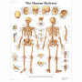 Poster anatomic - Scheletul uman - 3B Scientific VR1113UU - format 50×67 cm pe hartie lucioasa