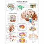 Poster anatomic - Creierul uman - 3B Scientific VR1615UU - format 50×67 cm pe hartie lucioasa