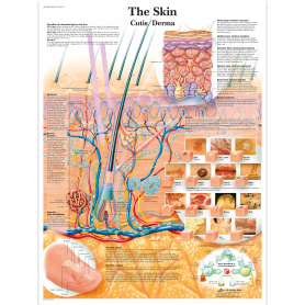 Poster anatomic - Structura pielii umane - 3B Scientific VR1283UU - format 50×67 cm pe hartie lucioasa