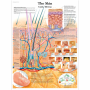 Poster anatomic - Structura pielii umane - 3B Scientific VR1283UU - format 50×67 cm pe hartie lucioasa