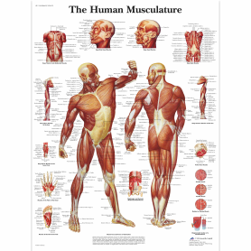 Poster anatomic - Sistemul muscular uman - 3B Scientific VR1118UU - format 50×67 cm pe hartie lucioasa