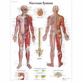 Plansa anatomica - Sistemul nervos uman - 3B Scientific VR1620UU - format 50×67 cm pe hartie lucioasa