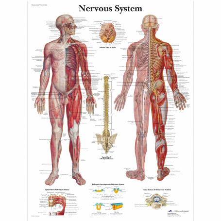 Plansa anatomica - Sistemul nervos uman - 3B Scientific VR1620UU - format 50×67 cm pe hartie lucioasa